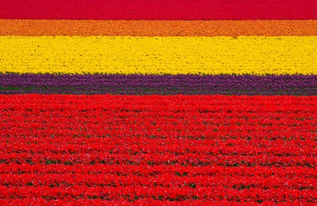 Тюльпанное поле, Голландия
