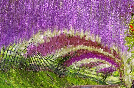 Цветочный туннель, Япония