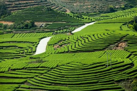 Чайные плантации, Китай