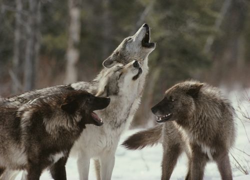 Почему волки воют?